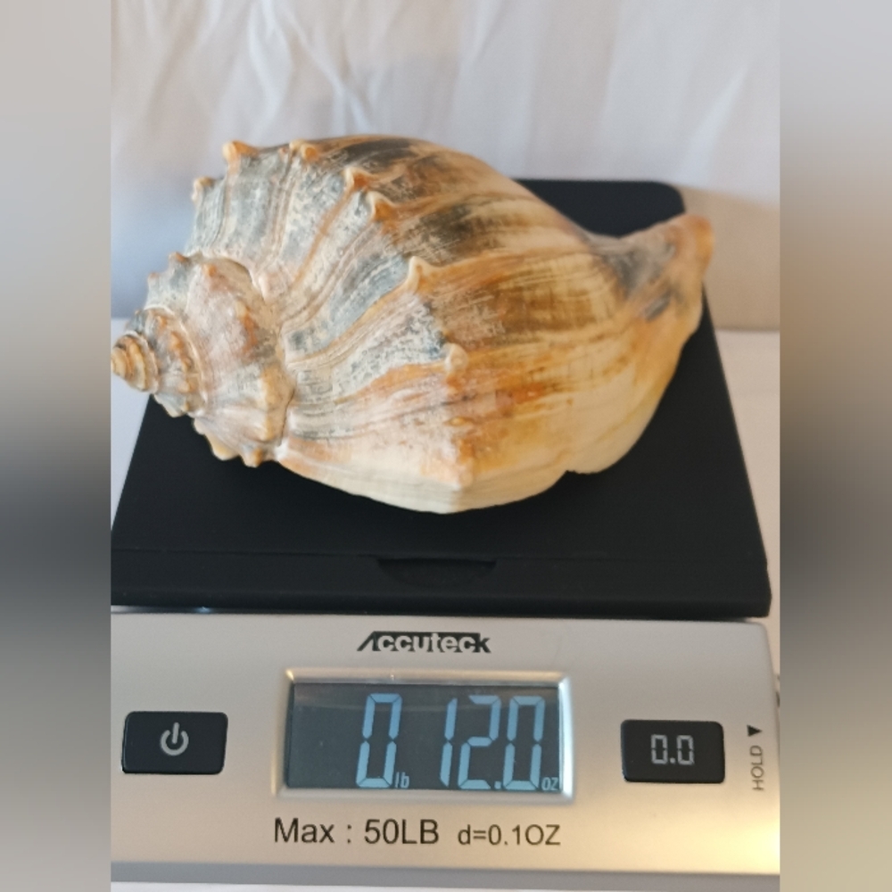 12𝘰𝘻.𝘝𝘵𝘨.𝘍𝘭𝘢.𝘒𝘦𝘺𝘴 𝘍𝘰𝘶𝘯𝘥 𝘞𝘩𝘦𝘭𝘬 𝘊𝘰𝘯𝘤𝘩 𝘚𝘩𝘦𝘭𝘭 - Picture 8 of 9